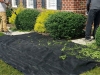 hedge trimming services